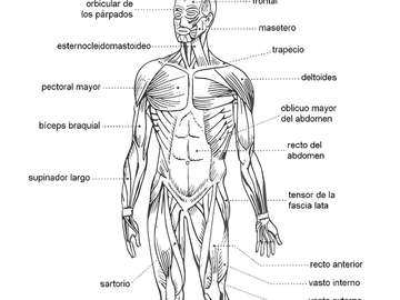 muscular system jigsaw puzzle online