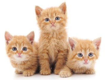 Femelles 3 puzzle en ligne
